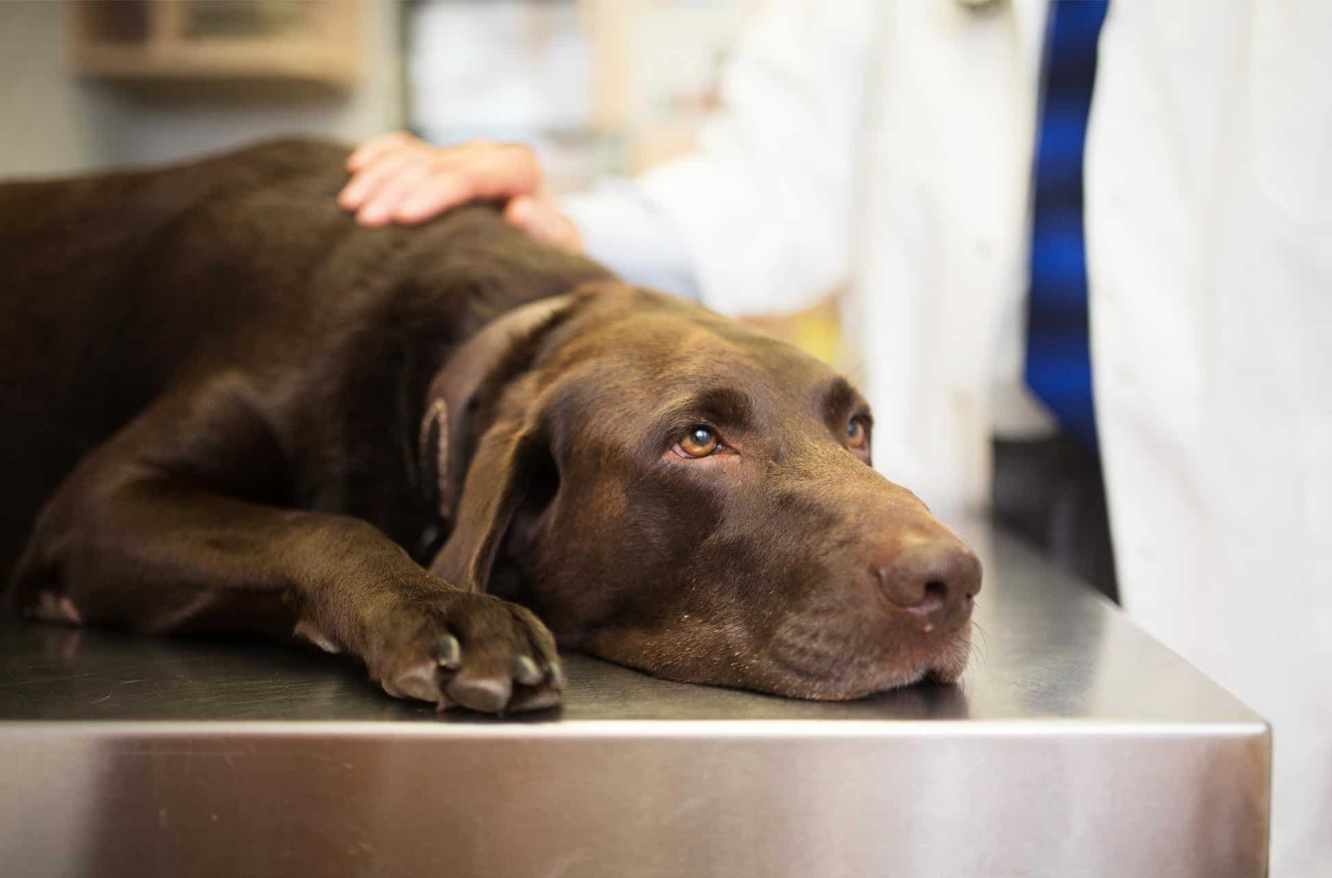 Top 8 Signs Your Dog May Be Sick (and What You Can Do)