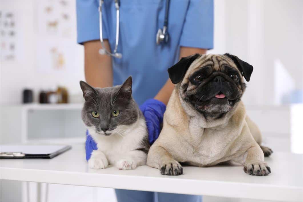 A Guide to Preventive Care for Pets: Essential Tips for Pet Owners