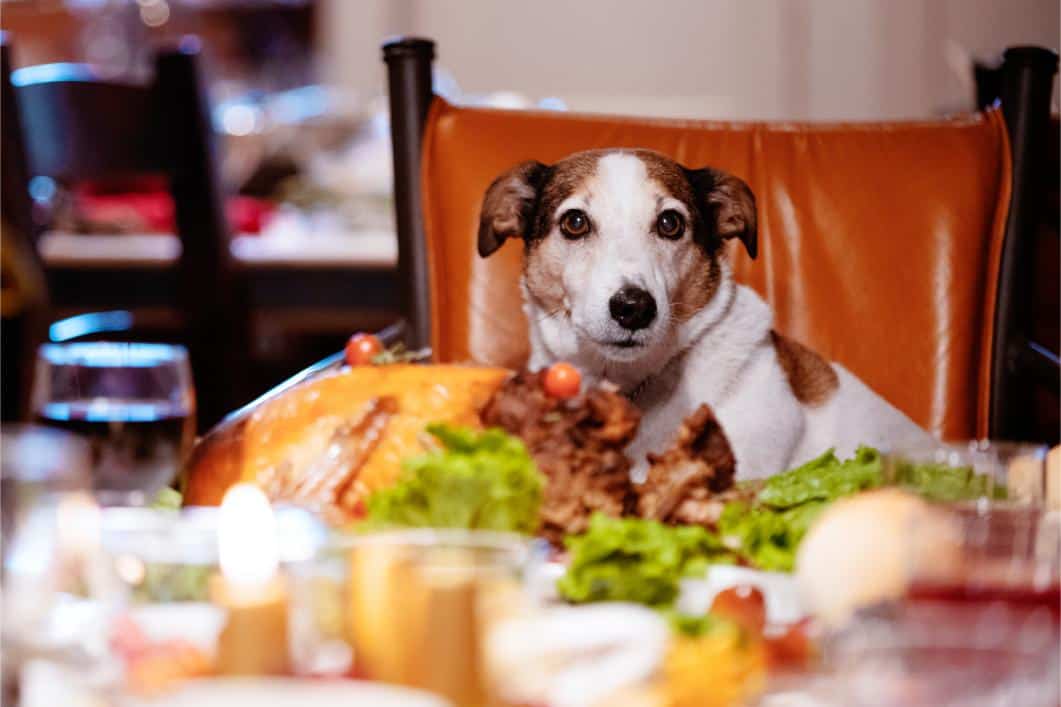 Thanksgiving Safety Tips for Pets