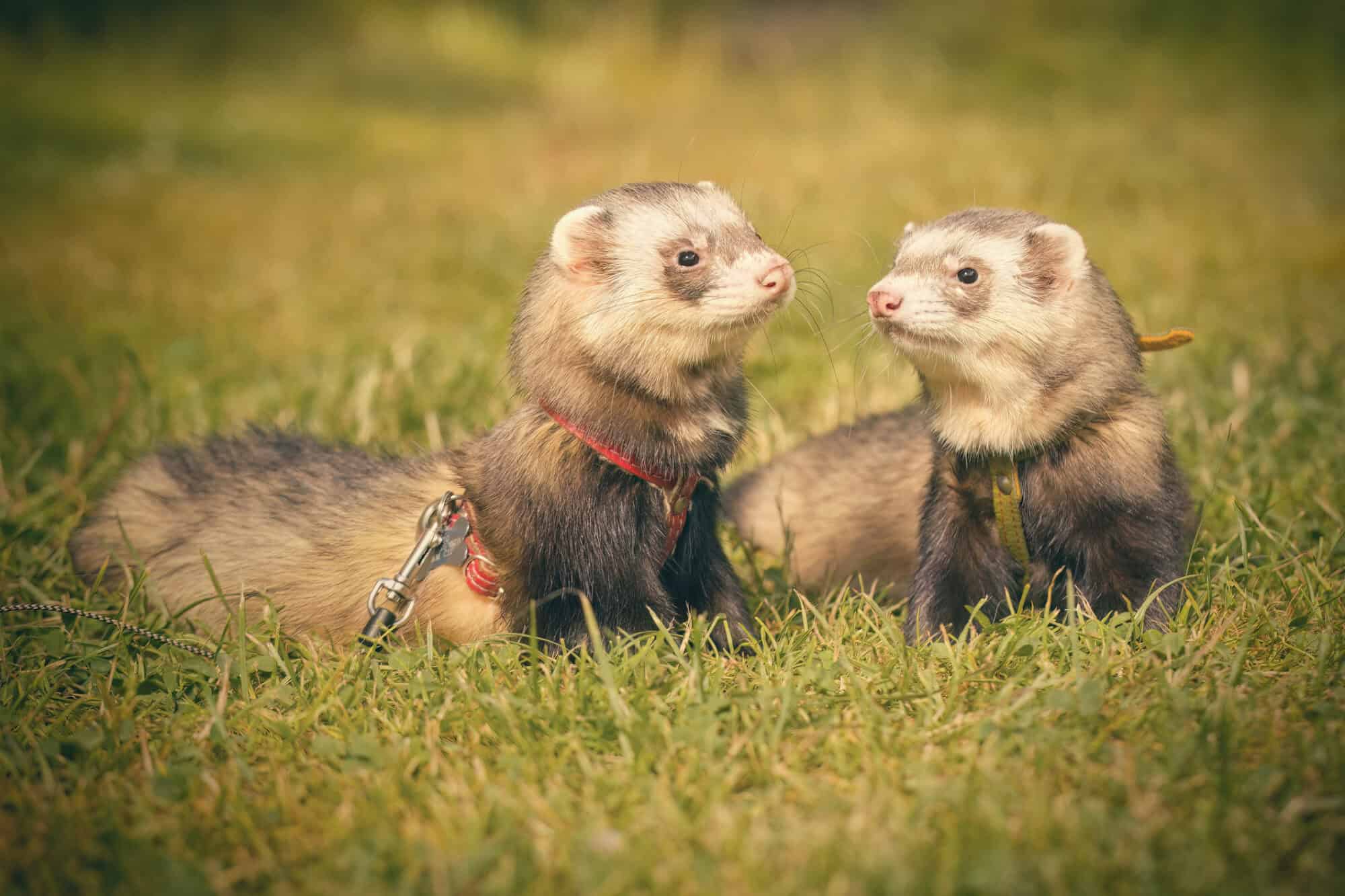 Guide To A Happy, Healthy Ferret