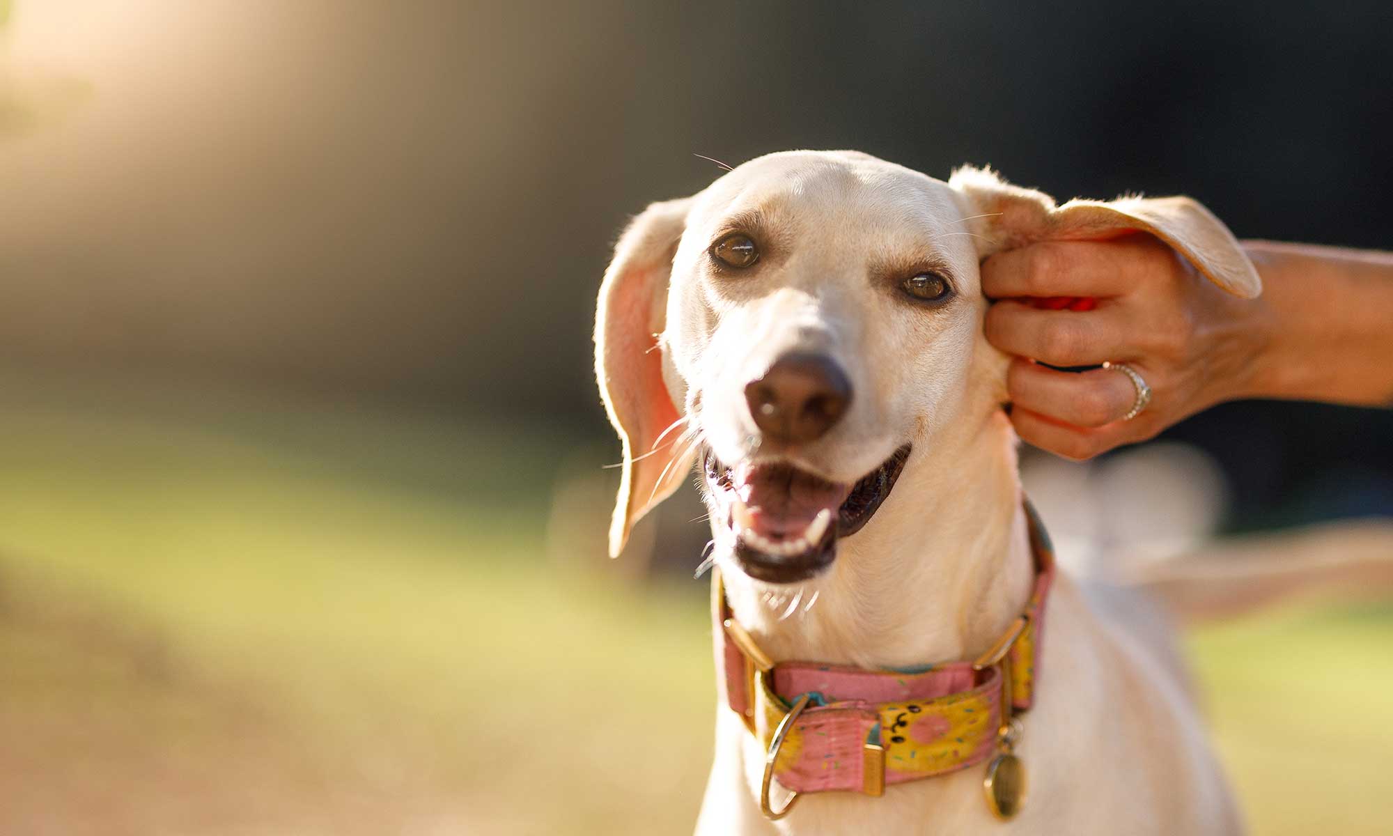 A dog getting scratches