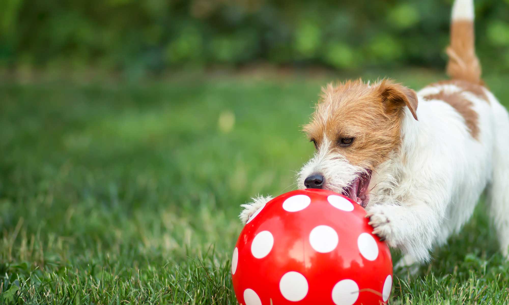 A dog with a ball