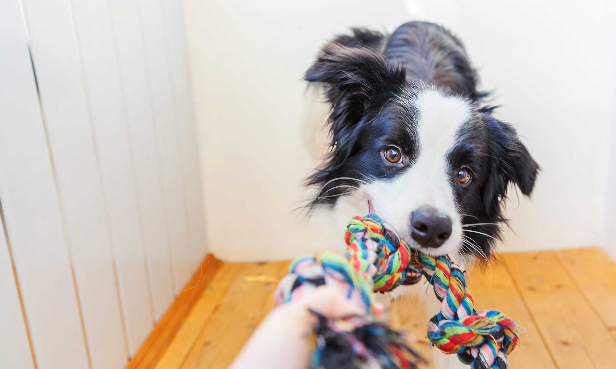 A dog pulling on a tug toy