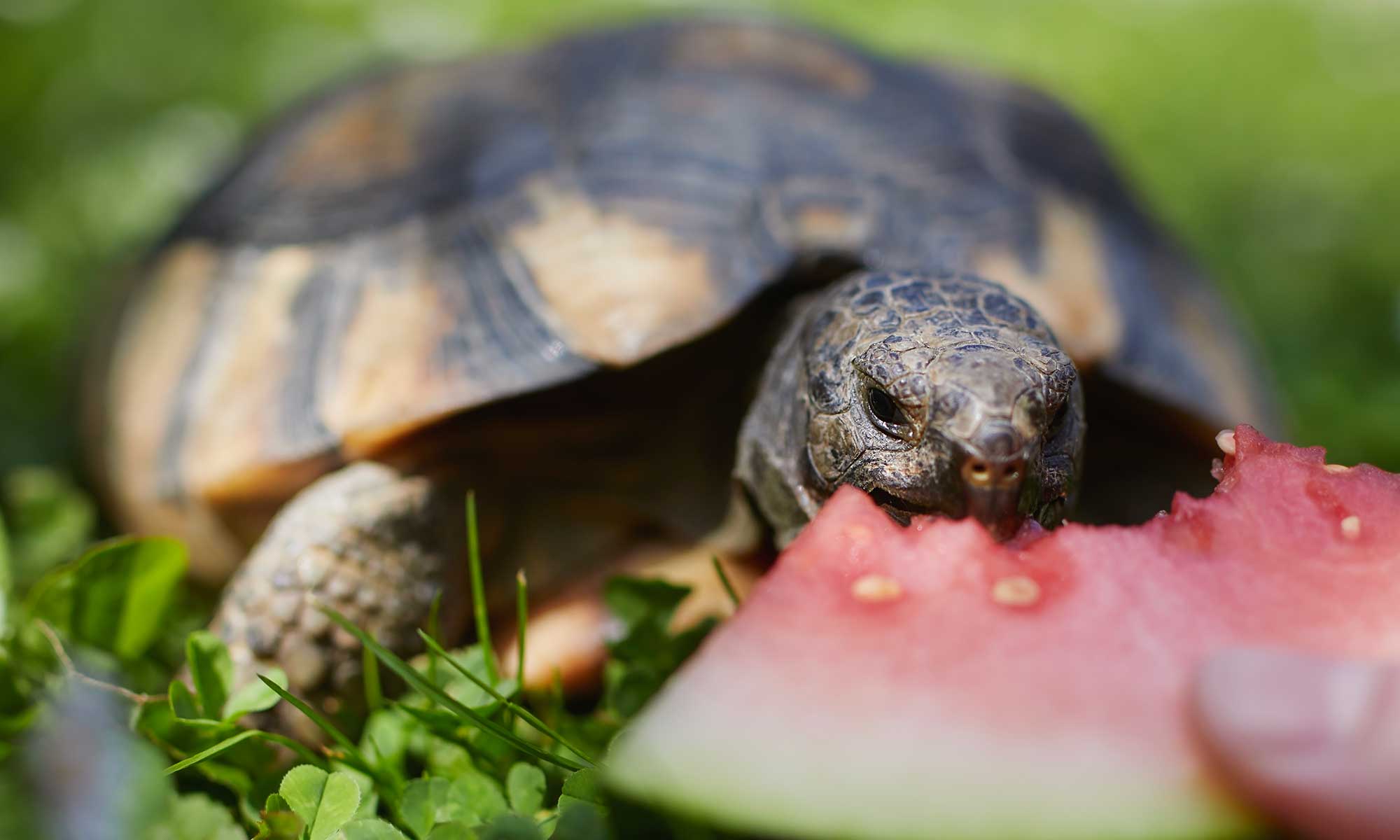 A tortoise eating watermelon