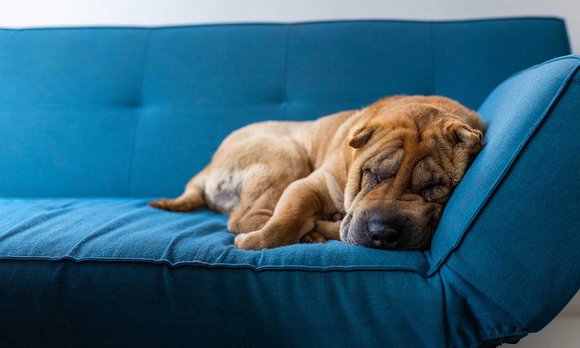 A puppy sleeping on a couch