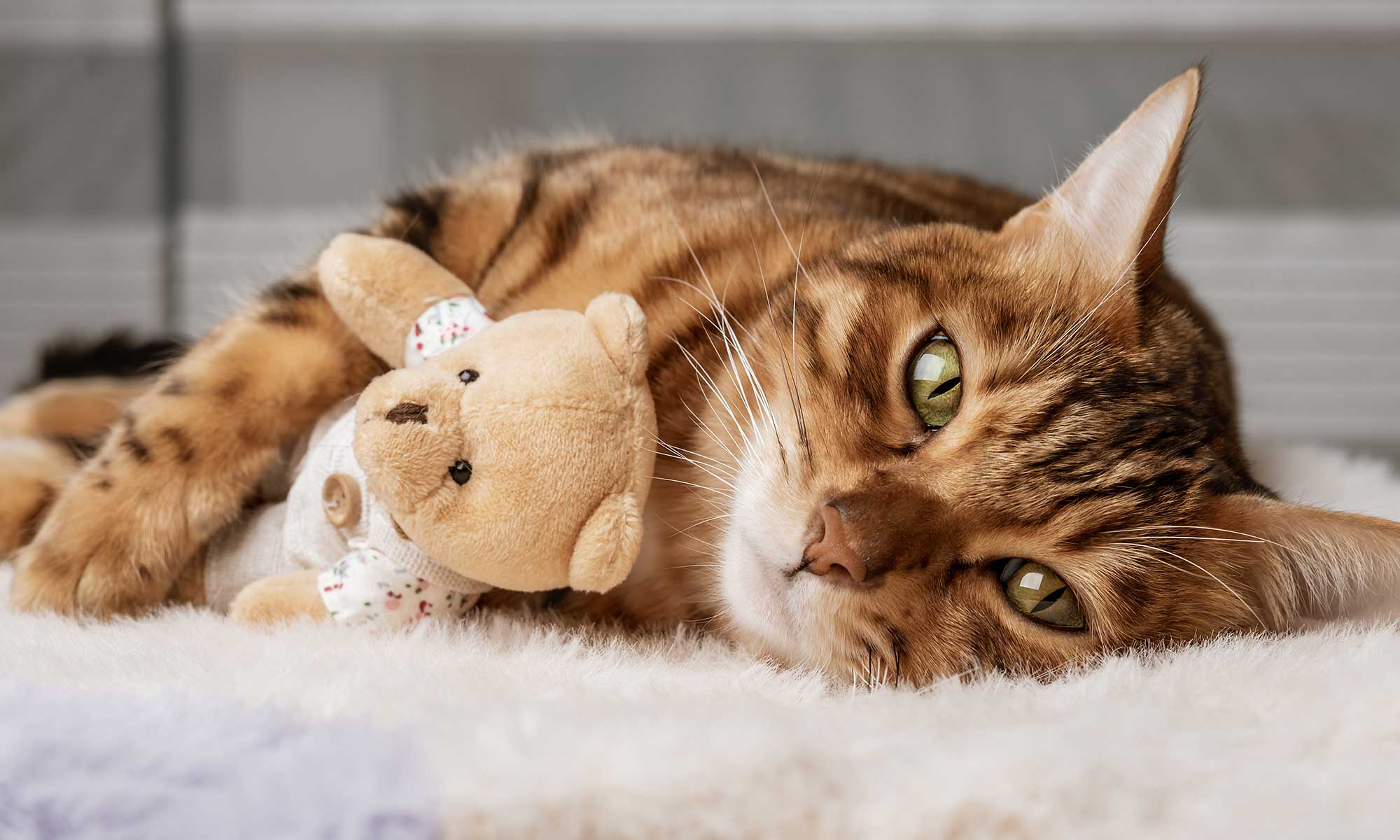 A cat hugging a toy