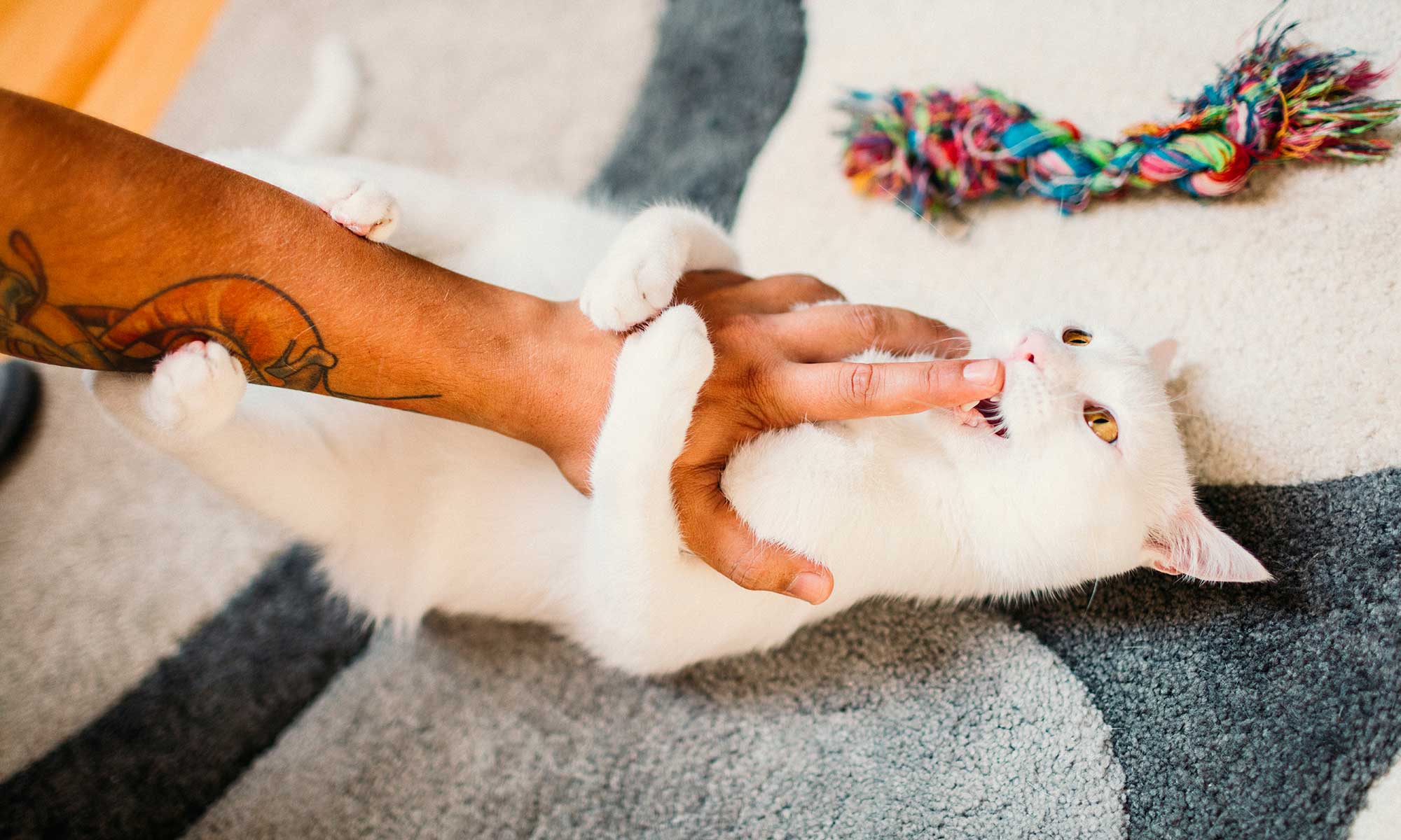 A cat being played with