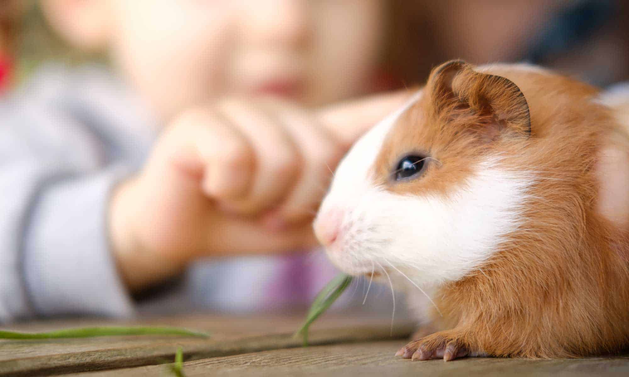 A guinea pig