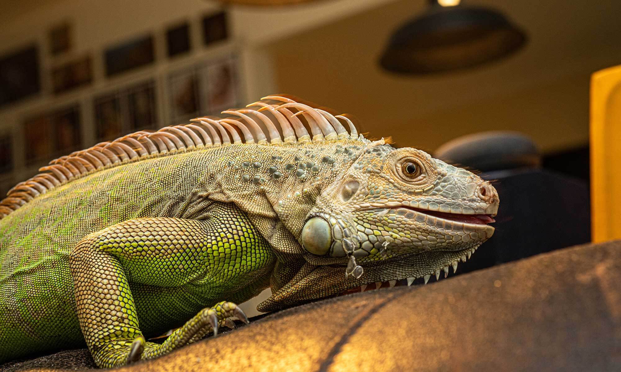 An iguana