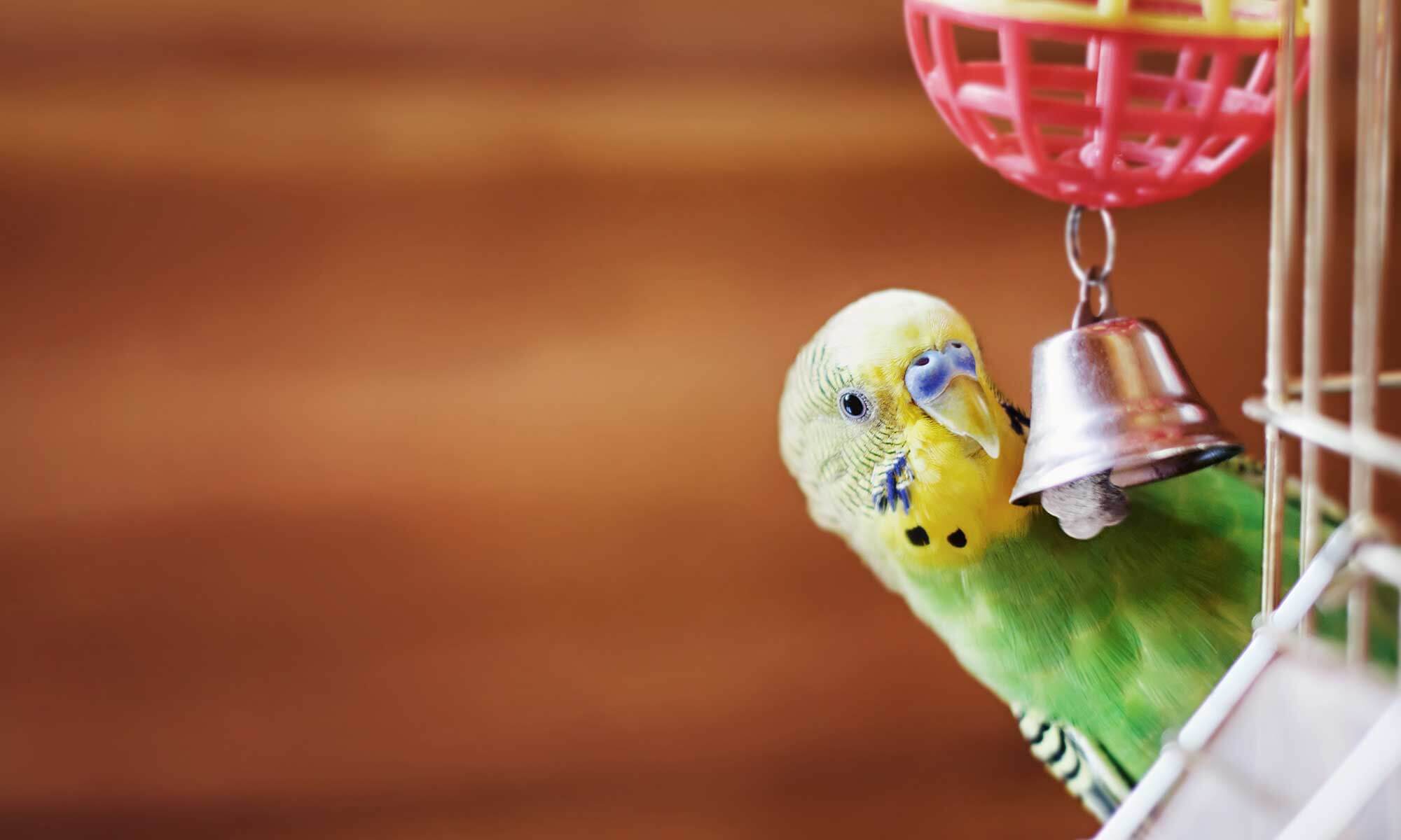 A parakeet playing with a bell